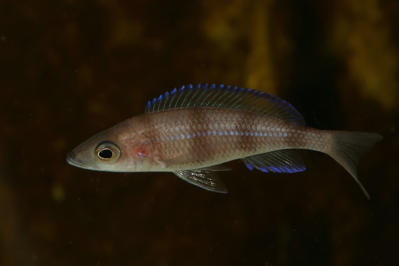 Paracyprichromis sp. 'ammelrooyi' Ikola